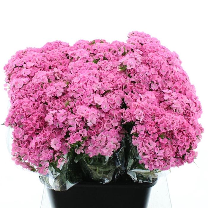 <h4>Di Barb Pink Extra</h4>