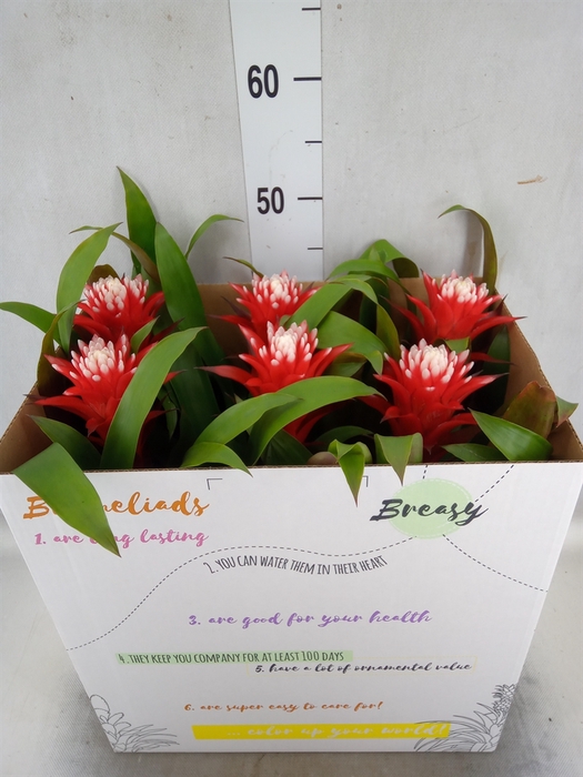 <h4>Guzmania  'Hope'</h4>