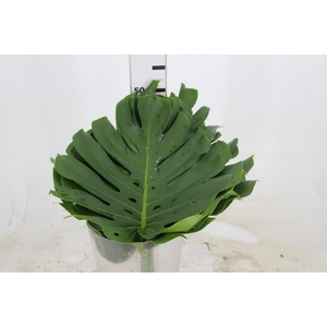 FOLHAGEM MONSTERA DELICIOSA 040 CM