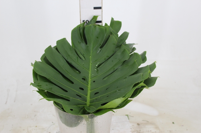 <h4>FOLHAGEM MONSTERA DELICIOSA 040 CM</h4>