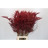 Bromelia Red Paloma