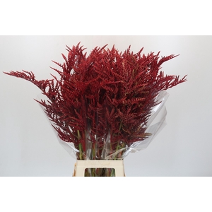 Bromelia Red Paloma