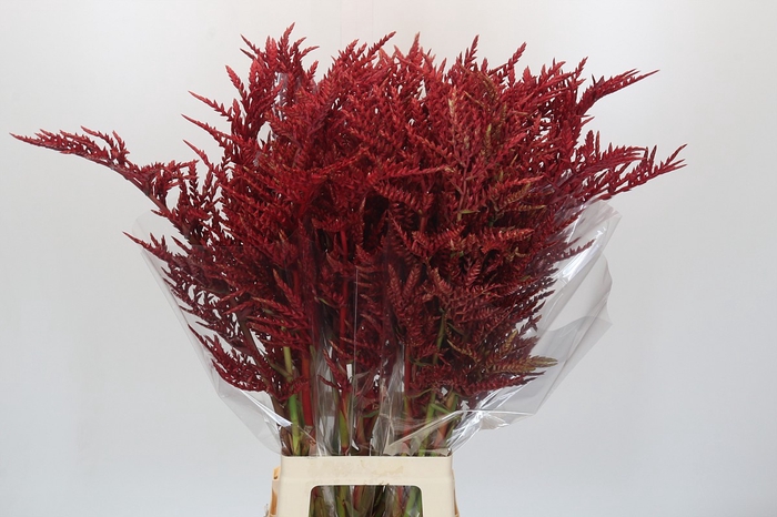 Bromelia Red Paloma