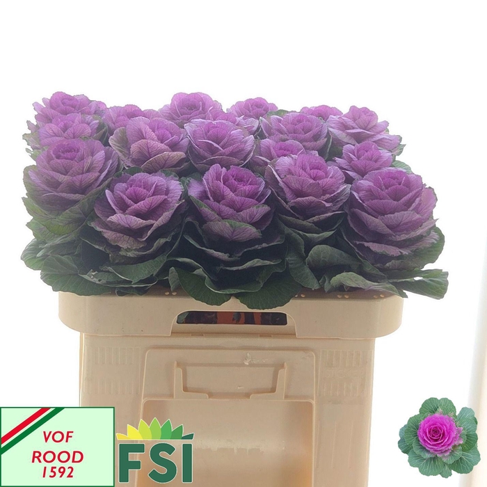 <h4>BRASS RED CRANE</h4>