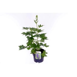 Delphinium M.F. Dark Blue/Dark Bee