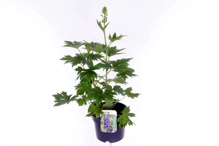 <h4>Delphinium M.F. Dark Blue/Dark Bee</h4>
