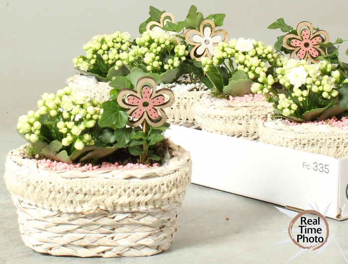 <h4>ARR KAMERPL</h4>