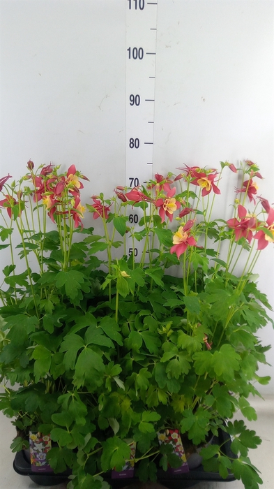 <h4>Aquilegia  'Earlybird Red Yellow'</h4>