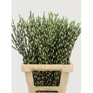 Salix Wilgenkatjes Groen Mint 70cm P Stem
