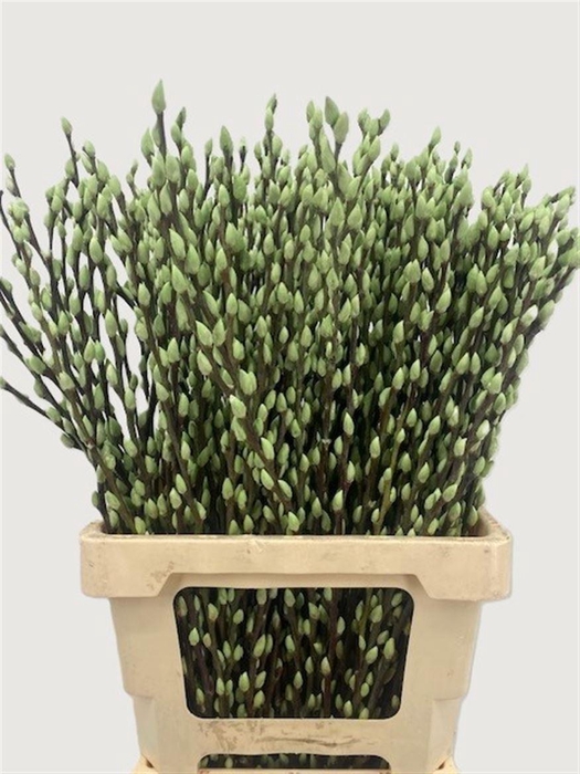 <h4>Salix Wilgenkatjes Groen Mint 70cm P Stem</h4>