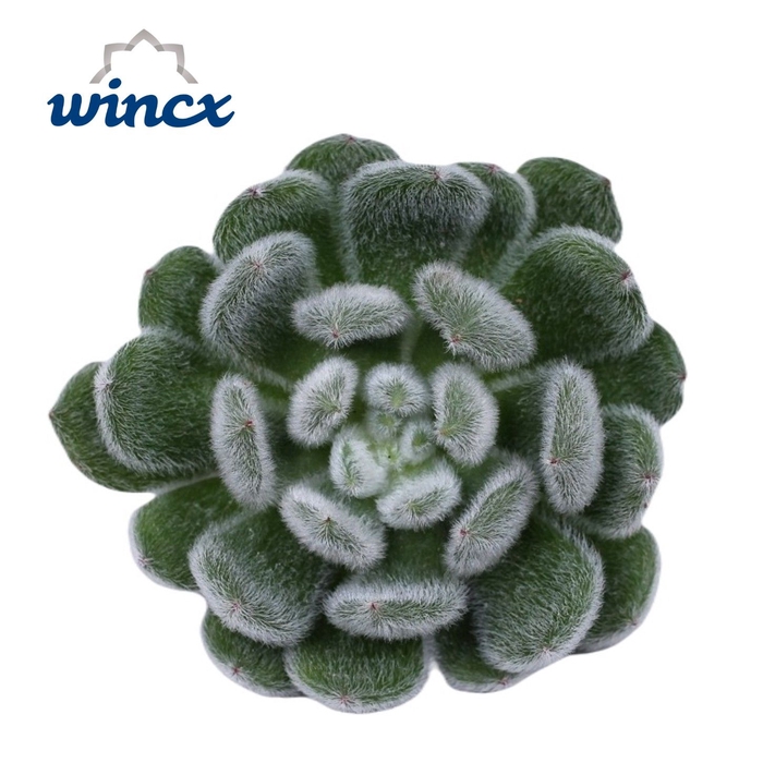 <h4>Echeveria Green Velvet Cutflower Wincx-8cm</h4>