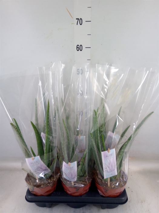<h4>Aloe vera</h4>