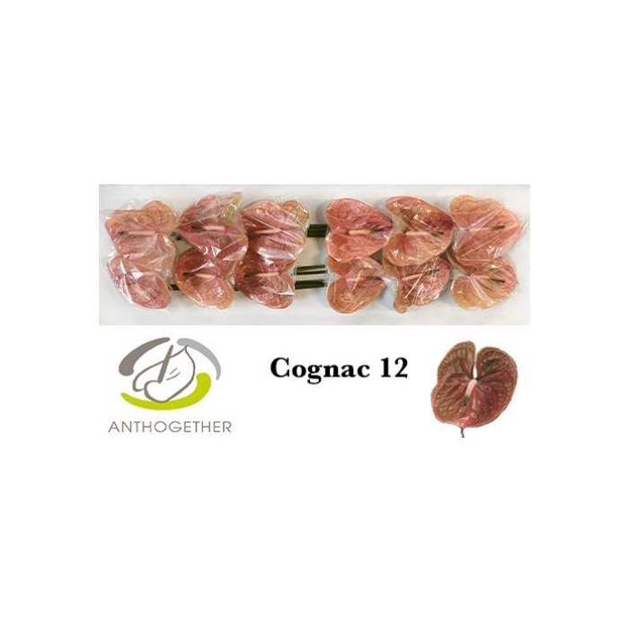 <h4>Anth A Cognac</h4>