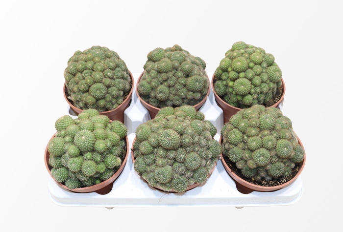 <h4>Rebutia Perplexa</h4>