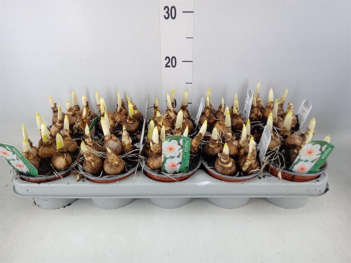 <h4>Narcissus   ...</h4>