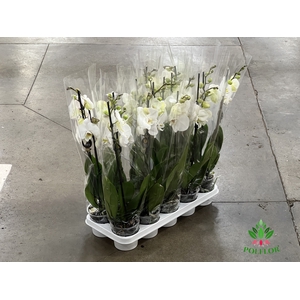 Phalaenopsis Biały 12Ø 65cm 2 Pędy