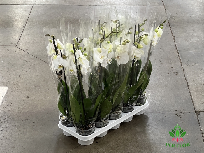 Phalaenopsis Biały 12Ø 65cm 2 Pędy