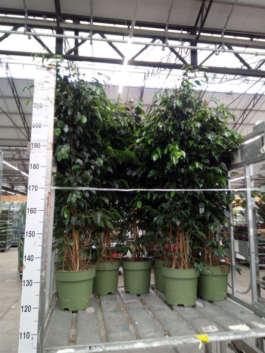 <h4>Ficus benja. 'Danielle'</h4>