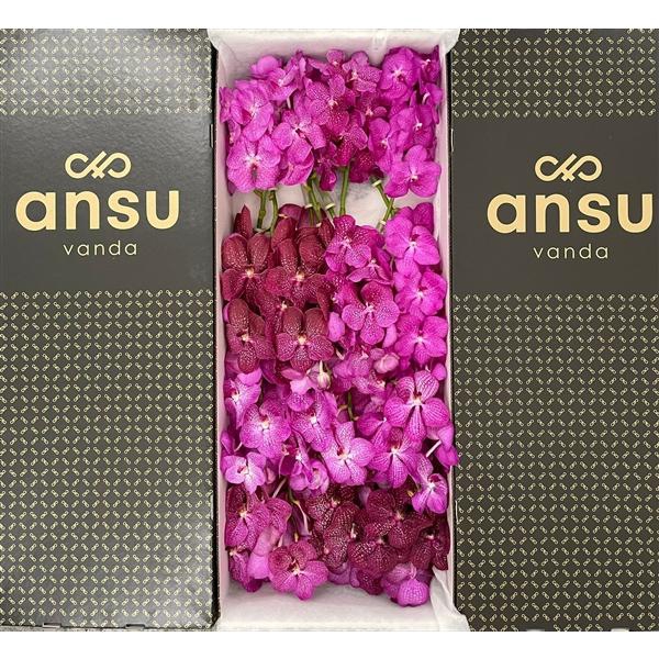 <h4>Vanda Pink Mix X16</h4>