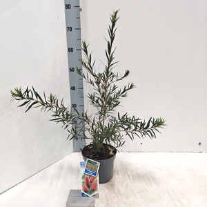 Callistemon citrinus Splen