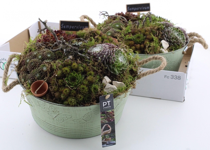 <h4>ARR SEMPERVIVUM</h4>