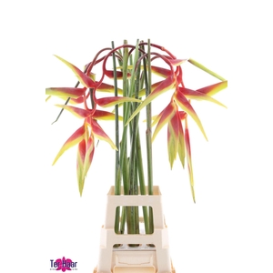 HELICONIA PENDULA HELIC PENDULA