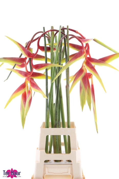 <h4>HELICONIA PENDULA HELIC PENDULA</h4>