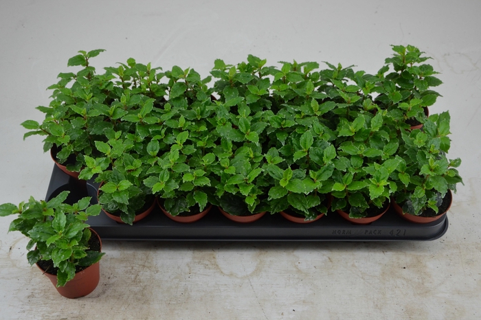 <h4>PILEA CADIEREI</h4>