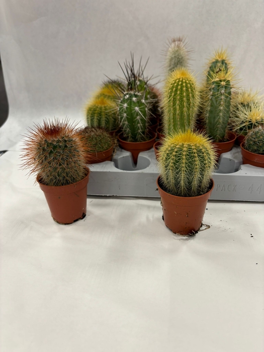 <h4>CACTUS GEM 8 SRT</h4>