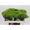 Dianthus Br Kiwi Mellow