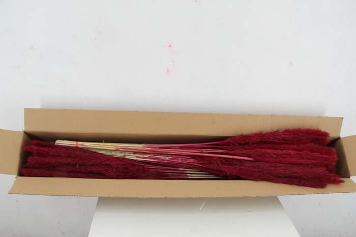 DF Pampas Silvy Bs 10pc Bordeaux