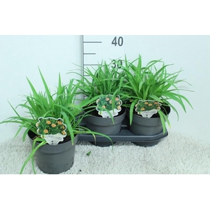 Hemerocallis Overig Every Day Lily Rose
