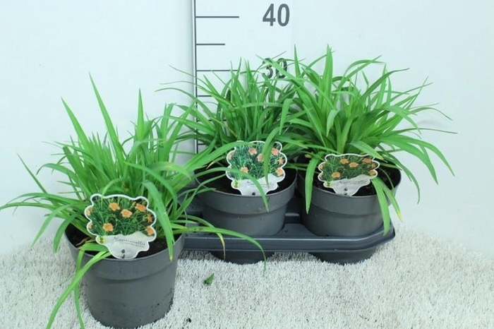 <h4>Hemerocallis Overig Every Day Lily Rose</h4>
