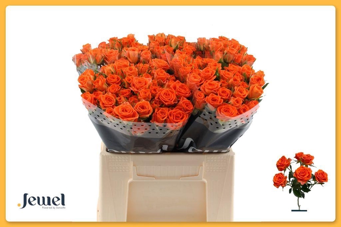 <h4>Rosa spray picanto</h4>