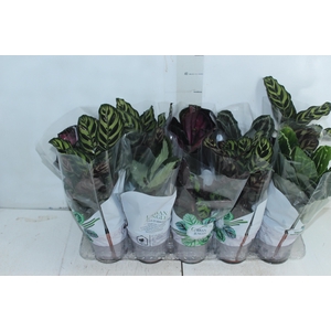 CALATHEA P12 VARIADO