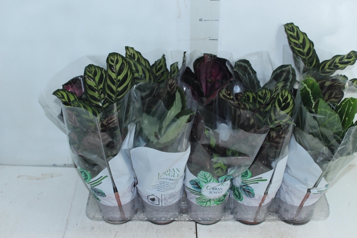 <h4>CALATHEA P12 VARIADO</h4>