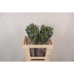 Oxypetalum Tan Pur Blue