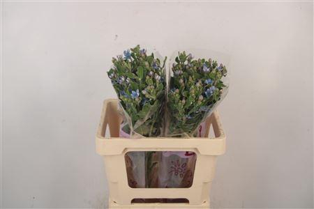 <h4>Oxypetalum Tan Pur Blue</h4>