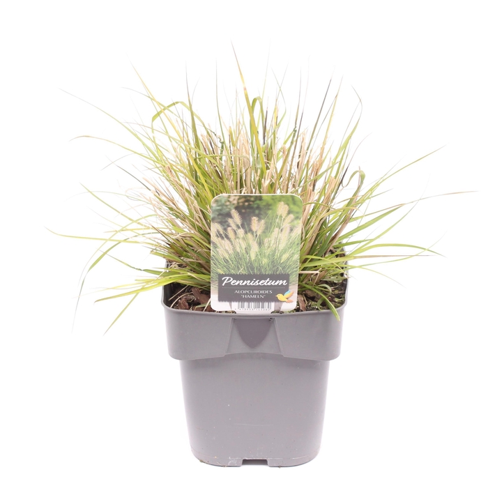 <h4>Pennisetum alopecuroides 'Hameln'</h4>