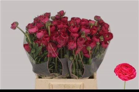 <h4>Ran El Hot Pink</h4>