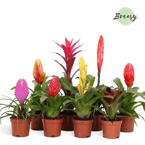 Bromelia Surprise