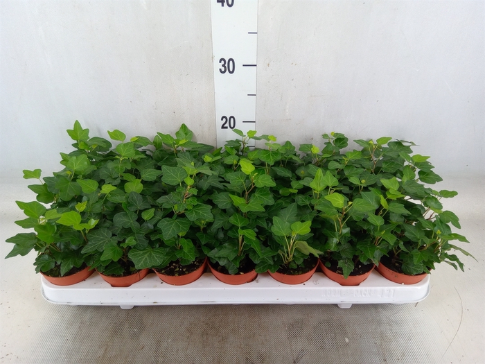 <h4>Hedera helix 'Wonder'</h4>