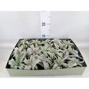 Tillandsia xerographica