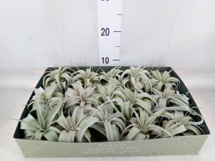 <h4>Tillandsia xerographica</h4>