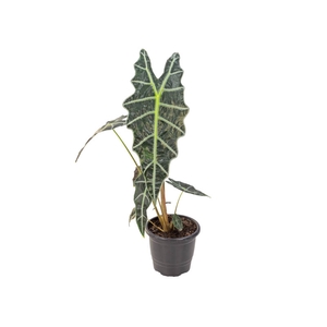 ALOCASIA AMAZONICA P17