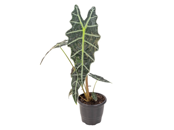 <h4>ALOCASIA AMAZONICA P17</h4>