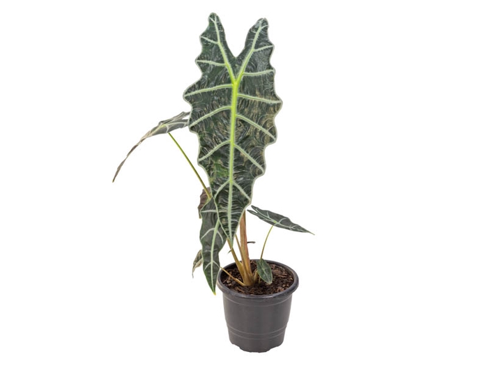ALOCASIA AMAZONICA P17