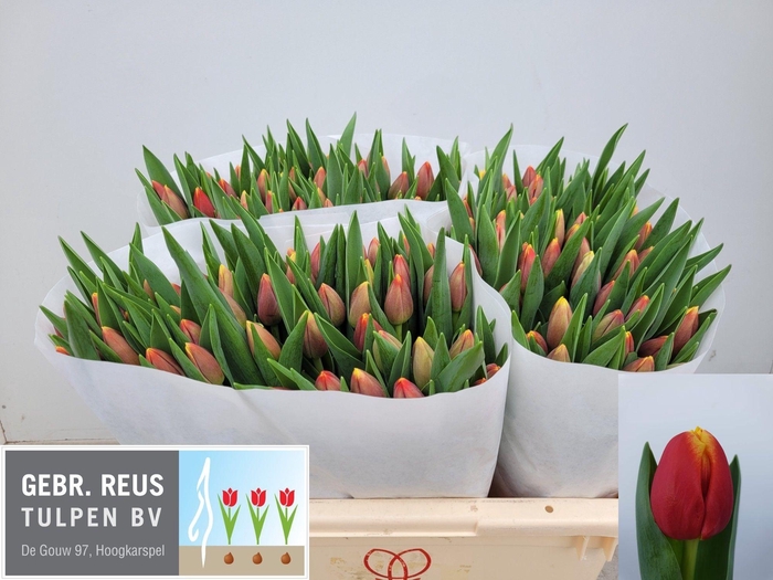 <h4>TU EN REPLAY</h4>