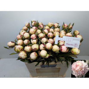 PAEO L FLOR NICHOLLS