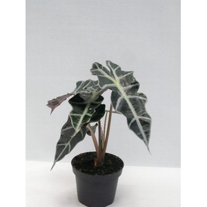 ALOCASIA X AMAZONICA P12